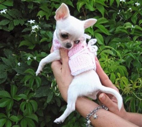 Puppy Sweater Chihuahua Clothing Pet Fashion by Nerina52 Gift - Etsy