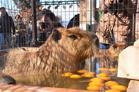 Japan Photo Journal: Cozy capybaras - The Mainichi