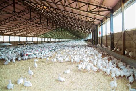 Poultry Farming in the Philippines: How to Start, Breeds, Subsidy ...