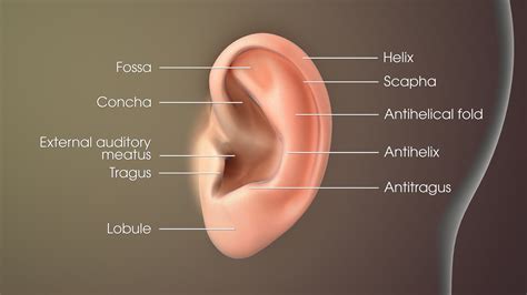 Ear - Scientific Animations