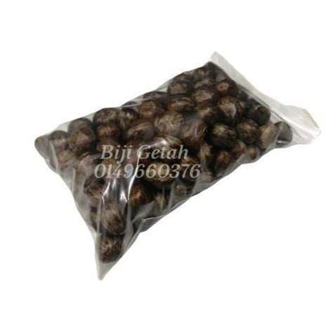 biji getah/buah getah/rubber tree seed(800g) | Shopee Malaysia