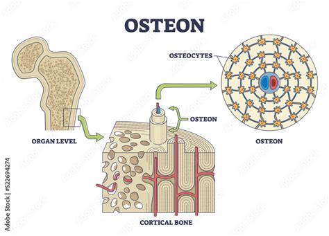 Osteon or haversian system with compact bone structure outline diagram ...