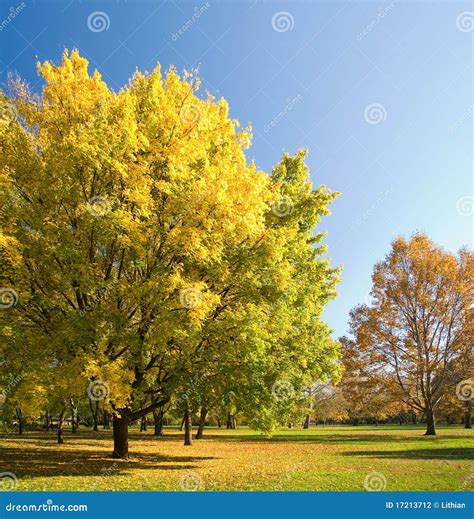 Fall colors in the park. stock photo. Image of leaves - 17213712