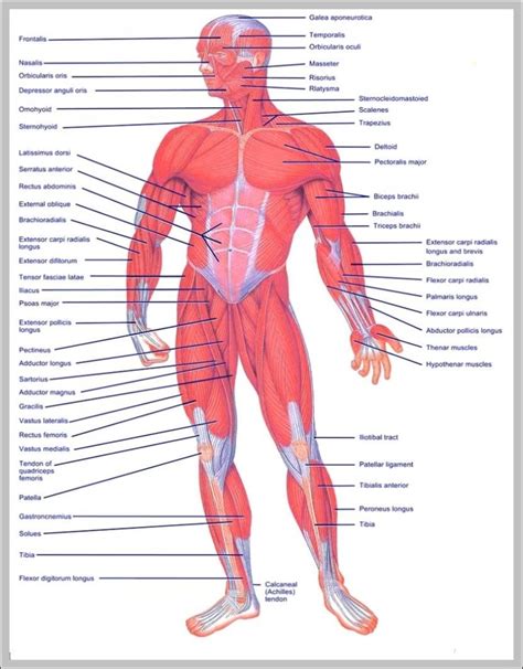 Human Body Muscles Diagram Labeled