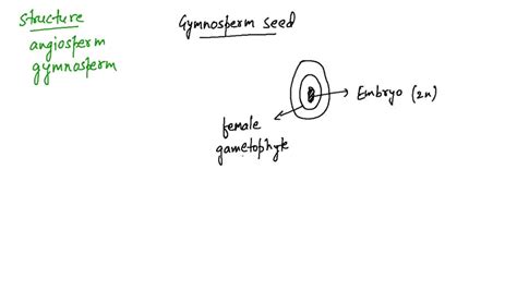 SOLVED:Diagram the structure of a mature angiosperm and a mature ...