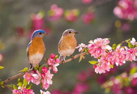 Love Birds? Attract Them to Your Garden with These 5 Foods!