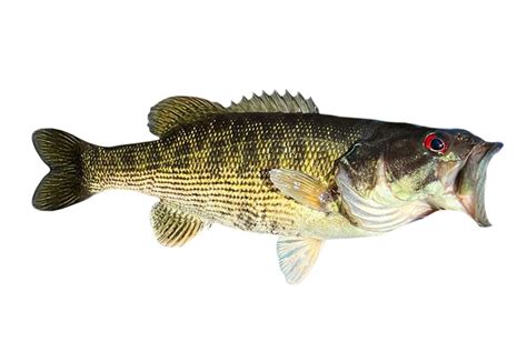 American Bass Fish Species Guide - Types of Bass Fish