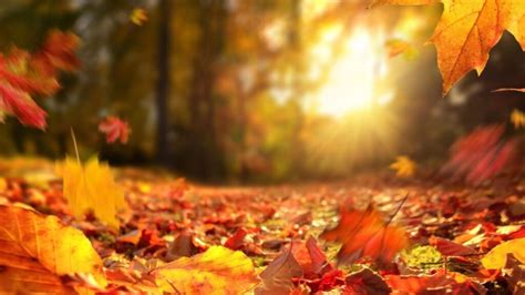 Autumn Virtual Backgrounds, including Fall Leaves, Pumpkins and falling ...