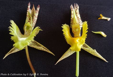 Catasetum fimbriatum - formas | Catasetum fimbriatum (C.Morr… | Flickr