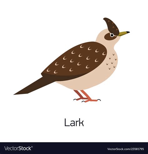 Lark isolated on white background beautiful Vector Image