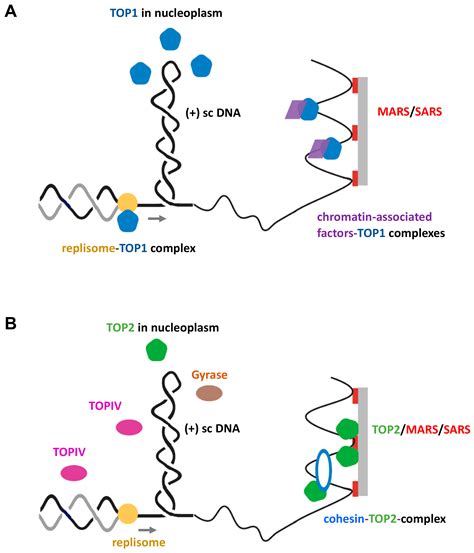 Dna Replication Topoisomerase Function