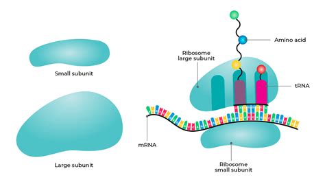 Translation of RNA to Protein - GeeksforGeeks