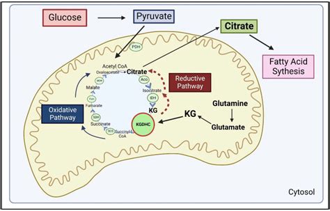 IJMS | Free Full-Text | The α-Ketoglutarate Dehydrogenase Complex as a ...