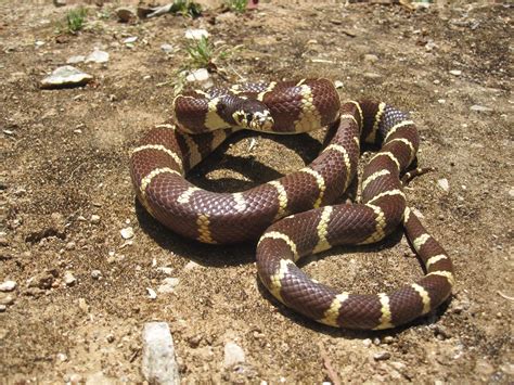 Cannundrums: California Kingsnake