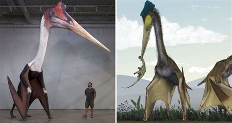 Quetzalcoatlus, The Largest Flying Dinosaur To Ever Live