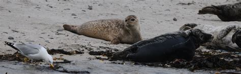 Seals - Serenity Farne Islands Boat Tours and Trips