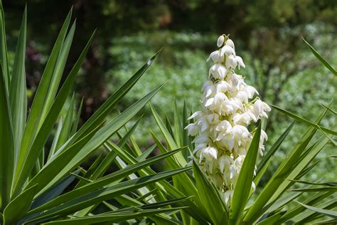 Yucca Flower Flor De Izote | Best Flower Site