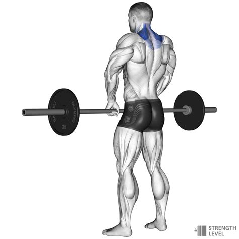 Barbell Shrug Standards pour les hommes et les femmes (kg) - Strength Level