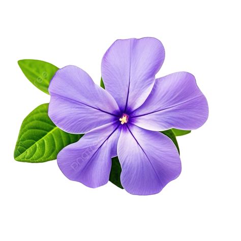 Periwinkle Flower Blooming Purple Vinca Minor, Flower, Periwinkle ...