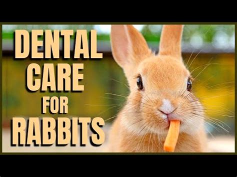 Dental Care for Rabbits - YouTube