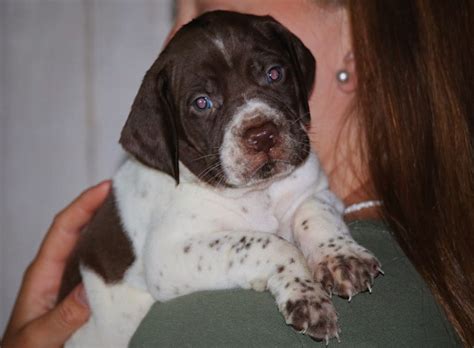 Braque Francais Puppies – Boykin Spaniels and other Gun Dogs Available ...