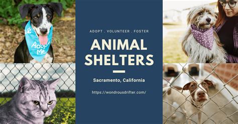 13 Animal Shelters In Sacramento, California