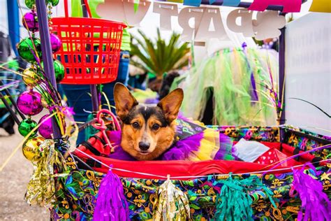 Krewe of Barkus Parade | February 10, 2024 | Lake Charles, LA