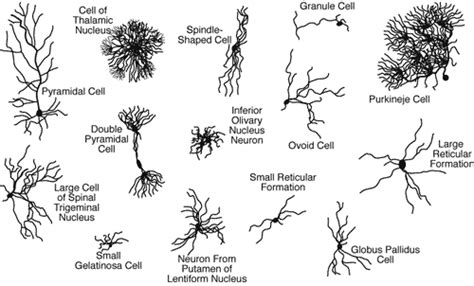 Neurons, Synapses, Action Potentials, and Neurotransmission