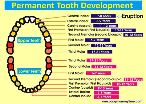 Adult Eruption Chart