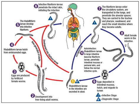 How To Detect Worms In Humans - Phaseisland17