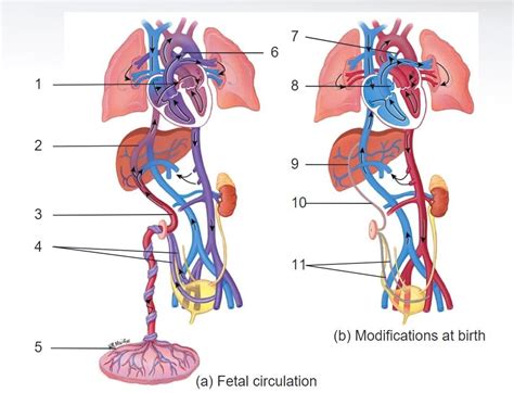 Fetal Circulation In Utero