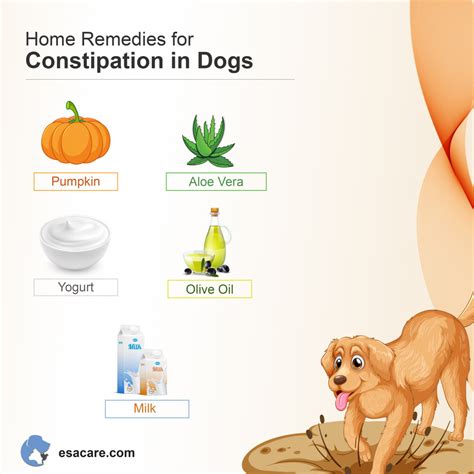 How To Naturally Treat A Constipated Dog