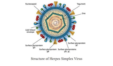 Herpes Viruses - Structure, Classification