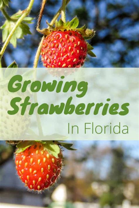 How To Grow Strawberries in Florida – Fl Gardening