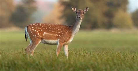 Female Deer Name and Behavior Explained - AZ Animals