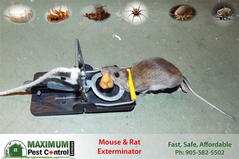 Mice Control Service - Maximum Pest Control Services