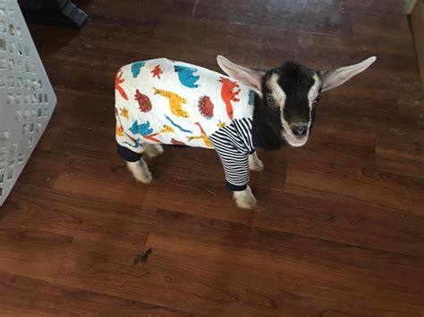 Update on the goat, he’s in pajamas now Zoom ANIMALS goat, Hes, Pajamas ...