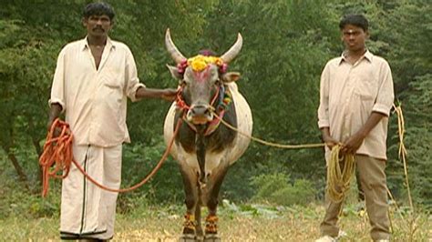 Holy Cow | Hinduism's Sacred Animal | Nature | PBS