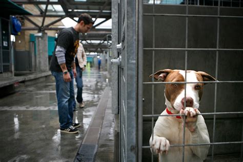 Opinion | Are We Loving Shelter Dogs to Death? - The New York Times