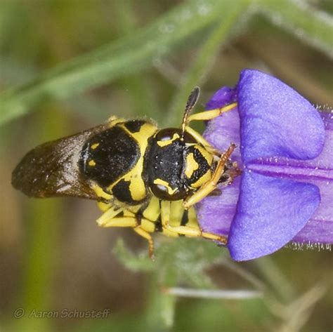 Female Pollen Wasp - Pseudomasaris vespoides - BugGuide.Net