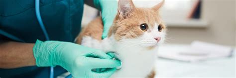 spinal lymphoma in cats symptoms - Clothed With Authority Online Diary ...