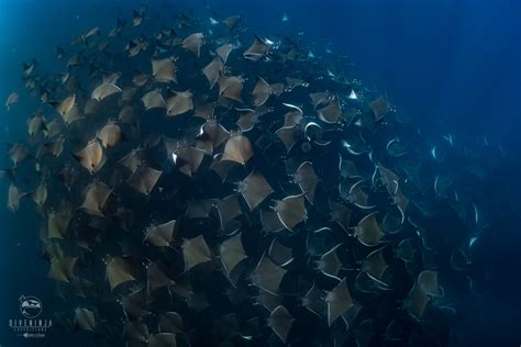 The Magnificent Mobula Rays of Baja California Mexico