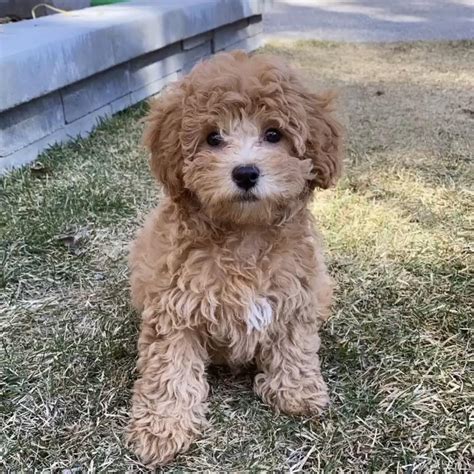 Meet Ru! F1B cavapoo from Canada : r/CavaPoo