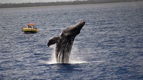 Whale Watching Season on Maui | Dive Maui