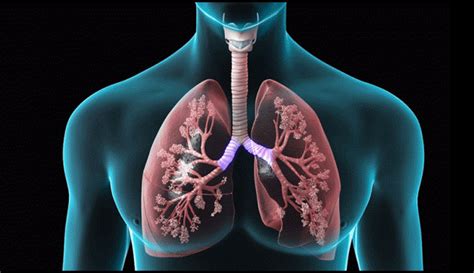 What is COPD? | Premier Medical Labs | Official Site | Reference Laboratory