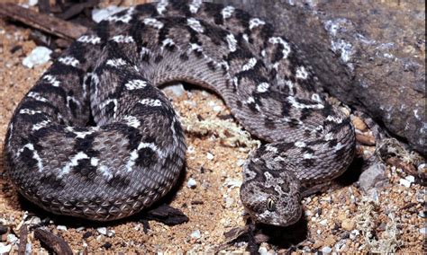 Saw-scaled Viper Pictures - AZ Animals