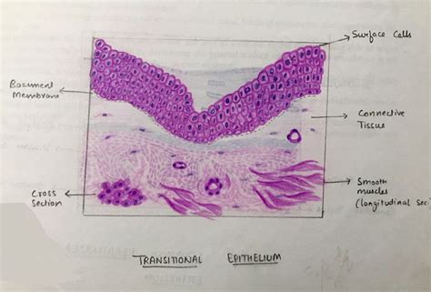 Transitional epithelium | Histology slides, Medical laboratory science ...