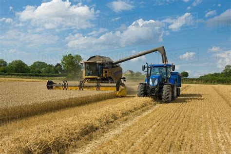 Combine harvester and tractor harvesting wheat in wheatfield - Stock ...