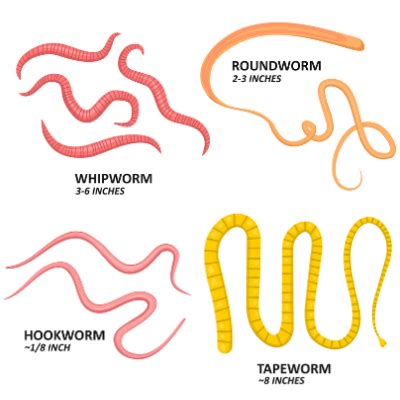 Cat Intestinal Parasites | Pet InfoRx