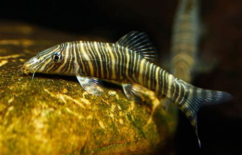 Top 10 Loaches for Freshwater Tanks That You Have to Try – Aquarium Co-Op